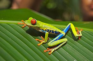 Red eyed tree frog.jpg