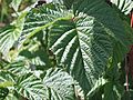 Rubus idaeus leaf