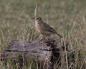 Rufous-naped Lark (Mirafra africana) (21160115711)