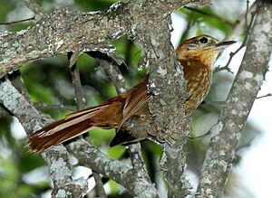 Rufous-neckedFoliage-gleaner.jpg