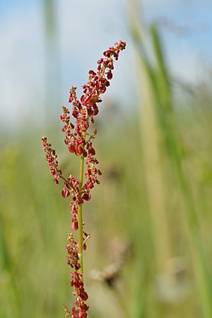 Rumex acetosa - Hapu oblikas