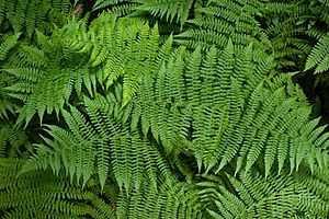 Sa-fern