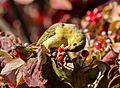 Scarlet tanager in GWC (25342)