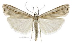 Scoparia s.l. panopla male.jpg