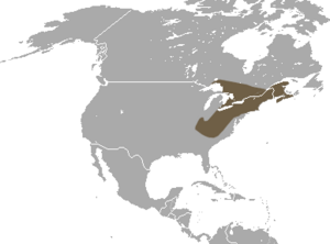 Smoky Shrew area.png