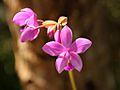 Spathoglottis Plicata