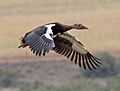 Spur-winged Goose RWD4