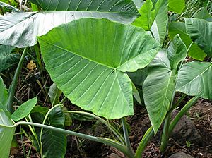 Taro plant