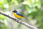 Thick-billed Euphonia.jpg