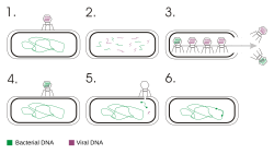 Transduction (genetics)en