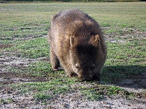 Vombatus ursinus -Tasmania, Australia -front-8