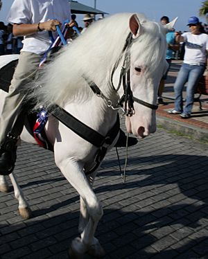 White-horse-with-pink-skin-dark-eyes-IMG 1282