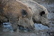 Wild boar spotted in Dierenpark