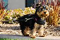 Winston, a Yorkshire Terrier puppy