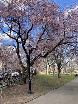 Wooster Square cherry blossoms