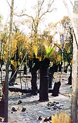 Xanthorrhoea bushfire