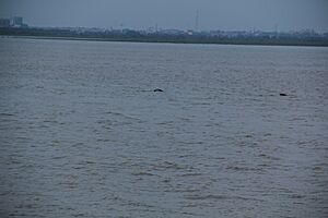 Yangtze finless porpoise, 13 August 2011