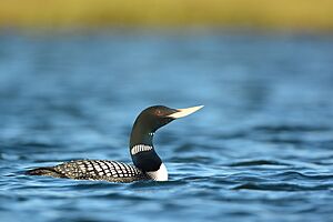 Yellow-billed Loon Chipp South 8-12-13 Ryan Askren.jpg