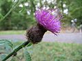 20170920Centaurea nigra1