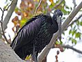 African Openbill Stork RWD3