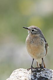 American pipit