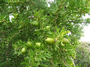 Argania spinosa