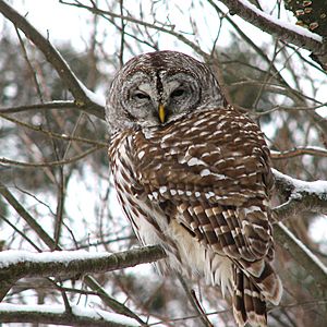 Barred owl