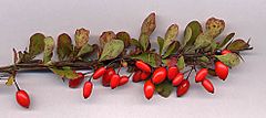 Berberis thunb frt.jpg