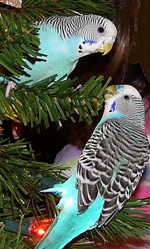 Blue Budgerigars