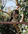 Brush-Turkey-at-Mount-Nebo - 2