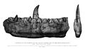 Buckland, Megalosaurus jaw