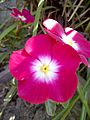 Catharanthus roseus-1