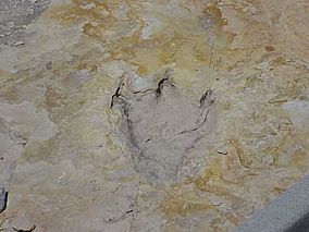 ClaytonLakeStateParkDinosaurFootprint.jpg