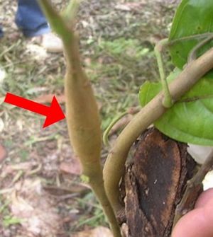 Cocoa Swollen Shoot Stem symptom