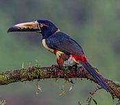 Collared Aracari (16413441566).jpg