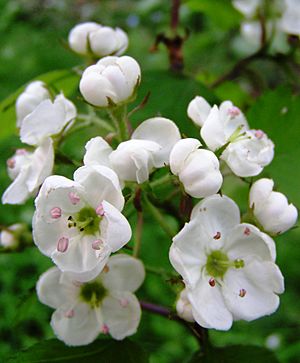 Crataegus pedicellata Blüte.jpg