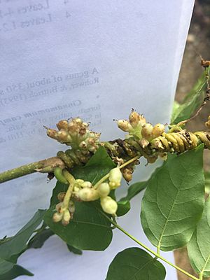 Cuscuta compacta wiki photo.jpg