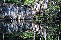 D'Aguilar National Park reflections