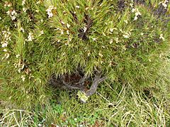 Dracophyllum in Flower (463889035).jpg