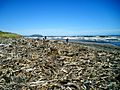 Driftwood NZ