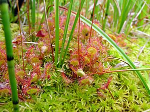 Drosera rotundifolia habitat