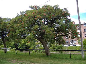 Erythrina crista-galli 2-3