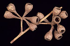 Eucalyptus bosistoana fruit