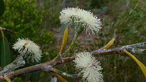 Eucalyptus luehmanniana