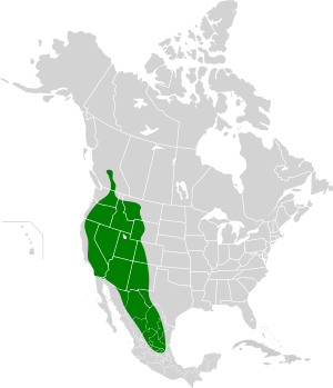 Euderma maculatum map.svg