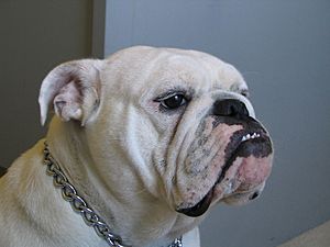 Female English Bulldog