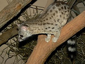 Genetta thierryi Plzen zoo 02.2011.jpg