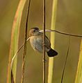 Golden-headed Cisticola AMSM1389