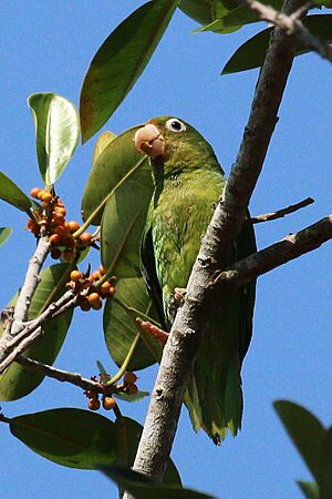 Golden-winged parakeet (Brotogeris chrysoptera).JPG