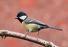 Great tit side-on.jpg